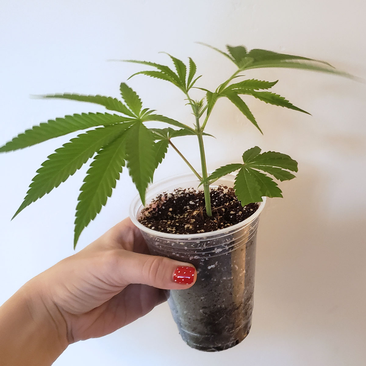 Why Clones are Better than Seeds: Straight Talk for Serious Growers