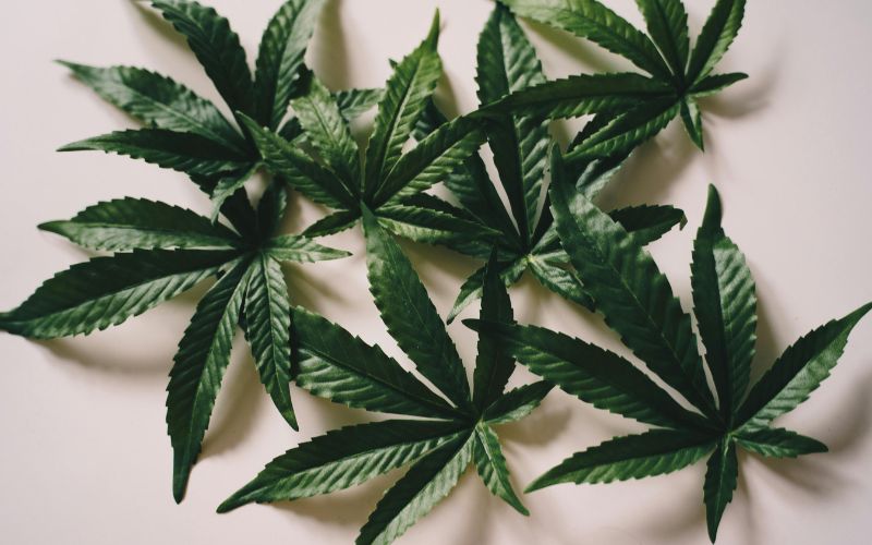 First-Time-Growers-Growing-Cannabis-Clones-is-Super-Easy