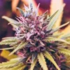 PinkKush