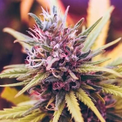 PinkKush