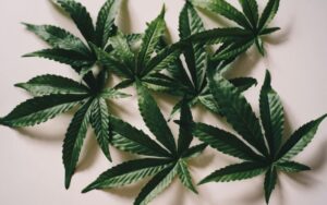 The Ultimate Spring Grow Boost: Max THC Bundle Pack Explained
