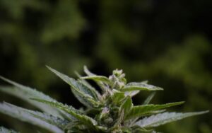 Cannabis Cloning