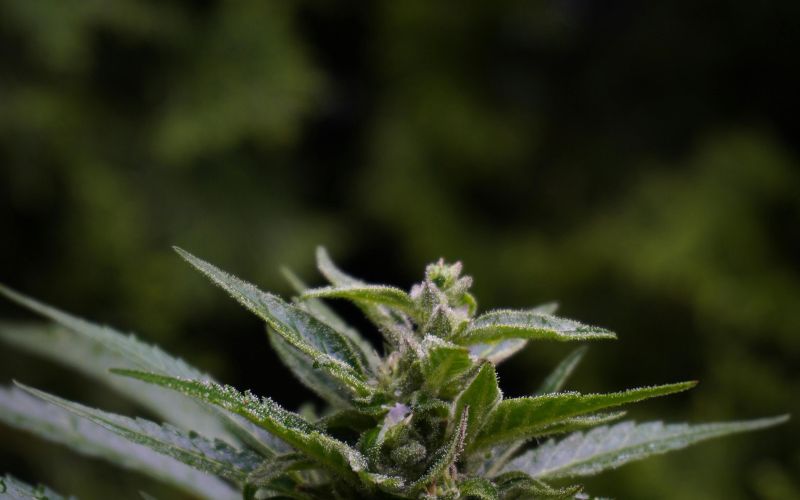 Cannabis Strain ‘Gas