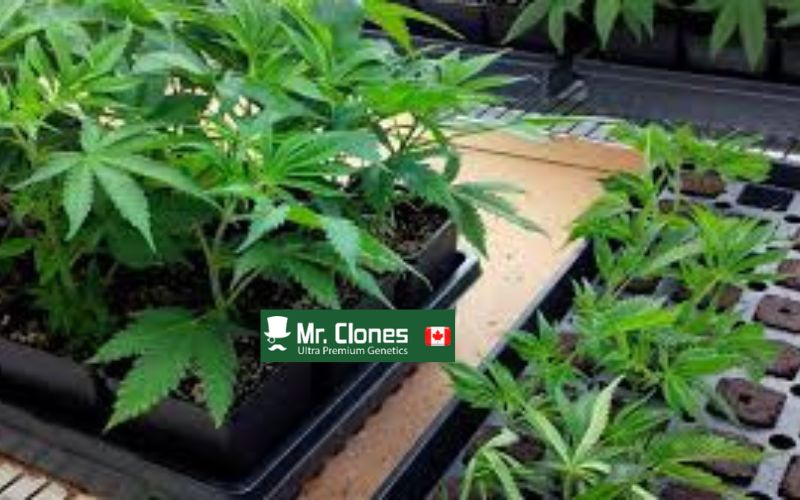 How to Spot a Weak Cannabis Clone