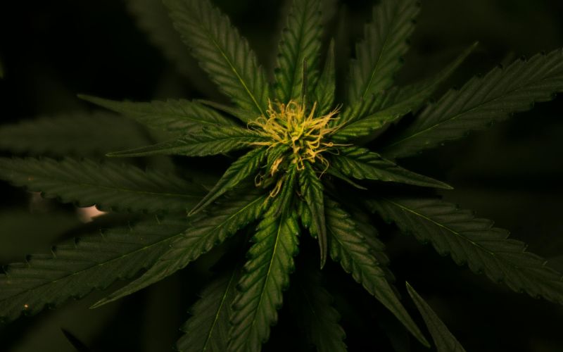 Why-Strain-Genetics-Matter