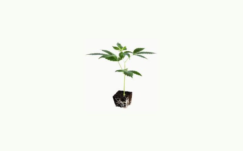 How Indica and Sativa Clones Affect Yield