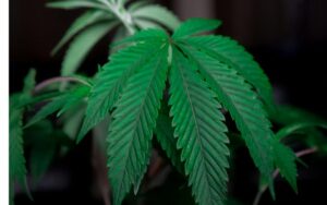 Indica vs Sativa Effects: Choosing the Right Clone Based on Your Needs