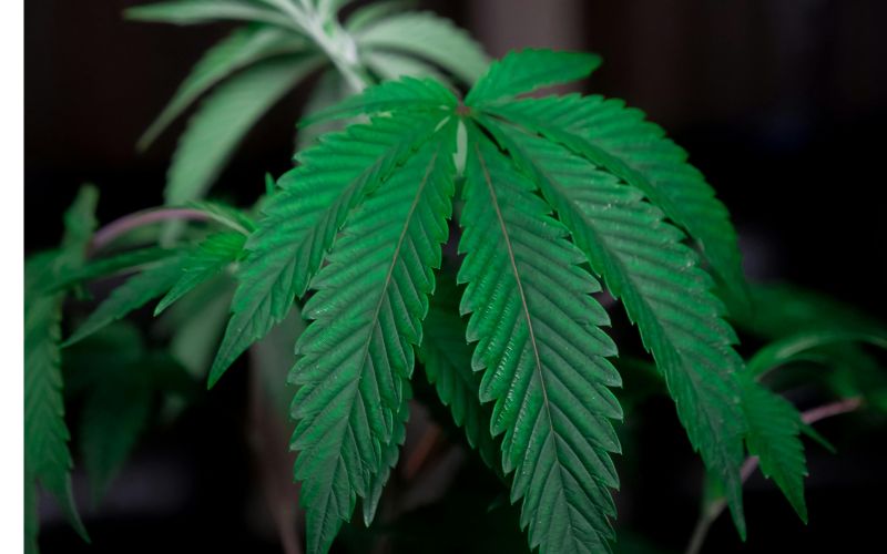 Indica vs Sativa Effects: Choosing the Right Clone Based on Your Needs