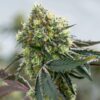 Rainbow Sherbet Punch Clone