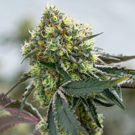 Rainbow Sherbet Punch Clone