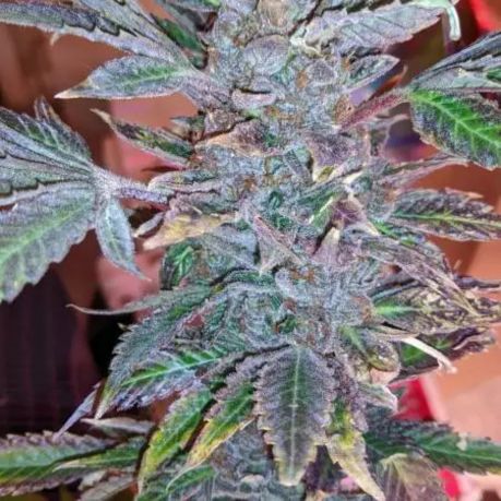 Grey Goose Strain