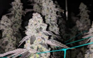 Best Ways to Grow Animal Sorbet Clones in Canada