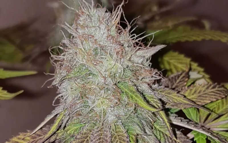Mixed Hybrid Bundle: Perfect for Growers Who Want Flavor & Flexibility