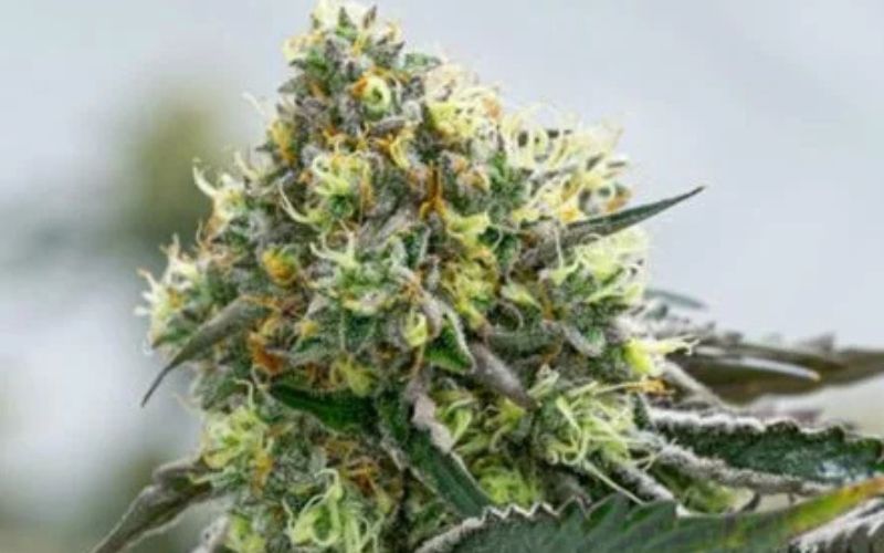 Mixed Hybrid Clone Pack