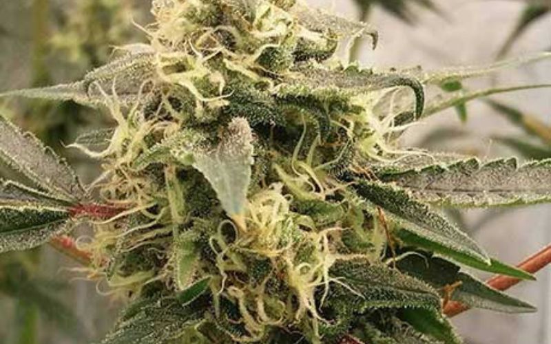 Pinkmans Goo Clones