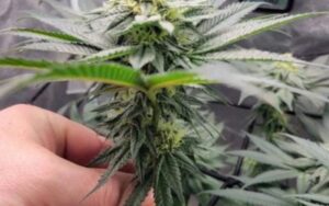 Unlocking the Terp Profile of Strawberry Gary Grower Tips & Expectations