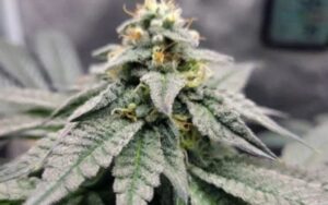 Why Strawberry Gary Clones Are Perfect for Indoor and Outdoor Grows