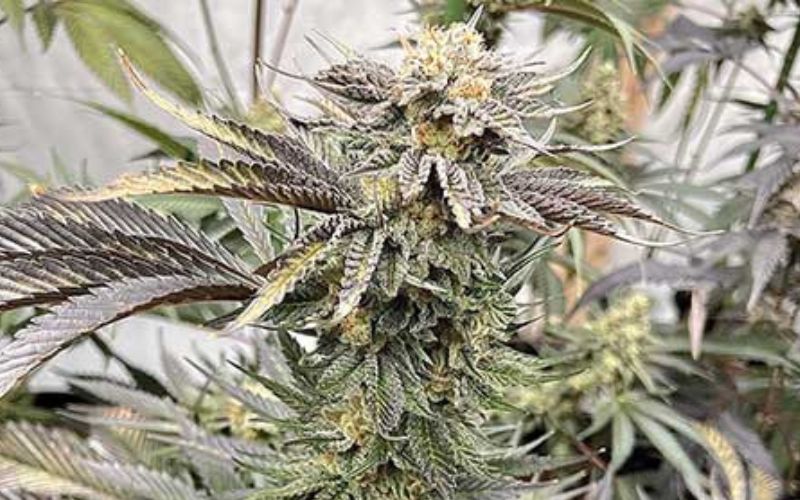 Peanut Butter Rockstar