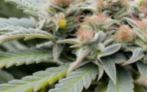 Sherbet Punch Clones