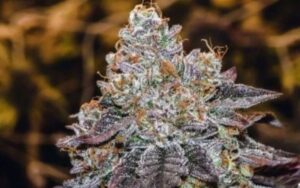 Sunset Sherbert
