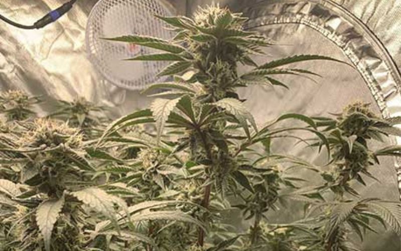 death-bubba clones