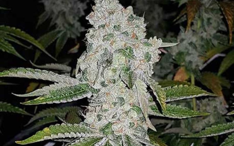 Cultivating El Chapo Clones