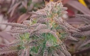 Guide to Cultivating MAC Donuts Clones