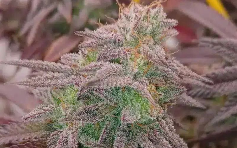 Guide to Cultivating MAC Donuts Clones