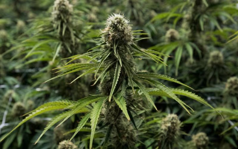 How to Grow Resin-Rich Pinkmans Goo Clones for Premium Harvests