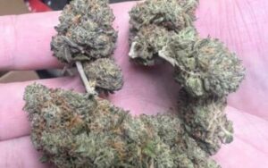 LA Runtz Strain Review