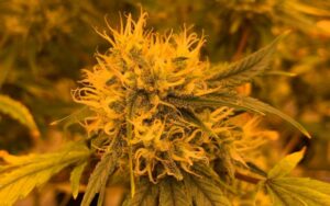 MAC Donuts Strain