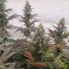 Lemon Cherry Gelato