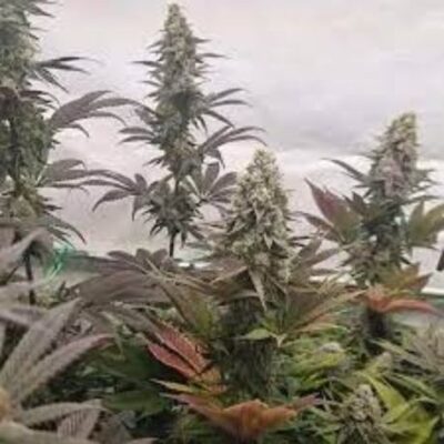 Lemon Cherry Gelato