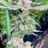 Lemon Cherry Gelato Clones