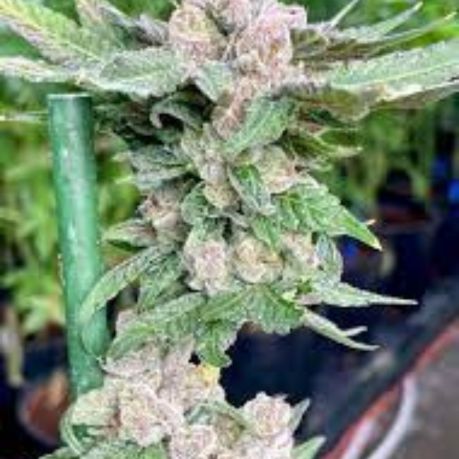 Lemon Cherry Gelato Clones