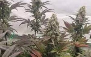 LA Runtz Weed Strain