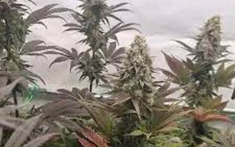 LA Runtz Weed Strain