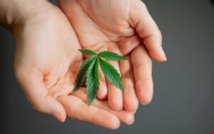 Top Benefits of Growing MAC Donut Strain Clones in Canada