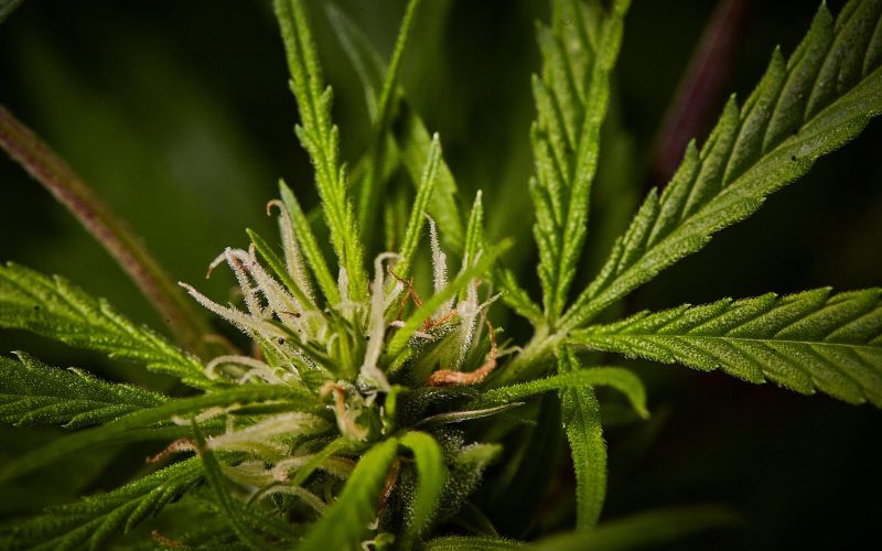 Clones in Canada