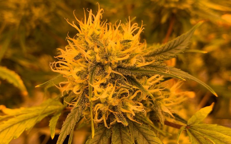 Gummy Buns Clones: Flavour, Yield, and Growing Secrets for Canadians