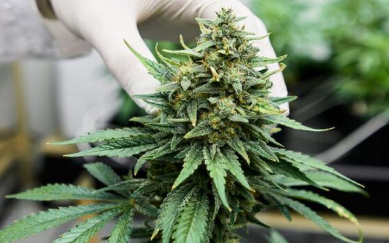 How to Grow Lemon Cherry Gelato and Glitter Bomb Like a Pro