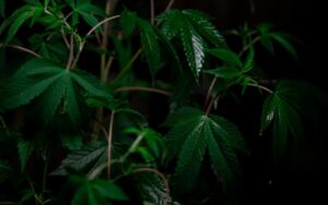 LA Runtz Strain