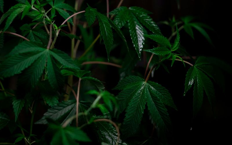 LA Runtz Strain