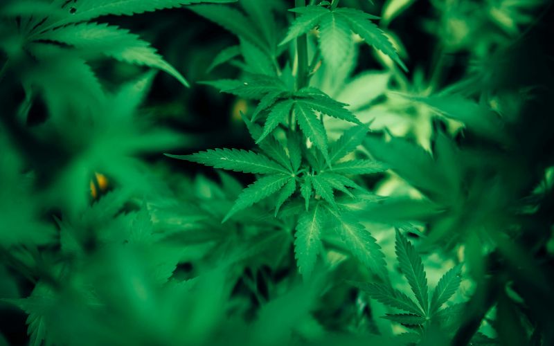 Max THC Bundle Pack: The Ultimate Choice for Growers