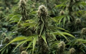 Why Peanut Butter Rockstar Should Be in Every Canadian Grow