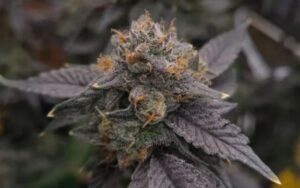 Peanut Butter Rockstar: Why It’s the Go-To Clone for Early Spring Growers