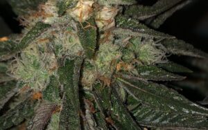 Pinkman’s Goo: A Sticky Favourite for the Canadian Spring Season