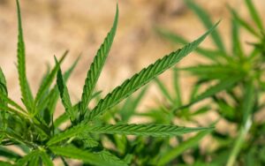 Buy Clones Online in Canada What to Look For