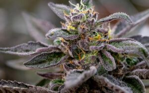 How El Chapo Clones Thrive in Spring Conditions