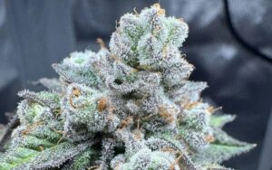 Spring Clone Success Stories: Grower Results from Mr. Clones Strains